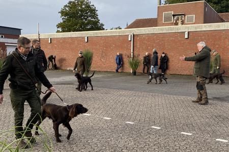 68 junge Huendinnen im ring