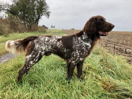 gascoII v d schmiede